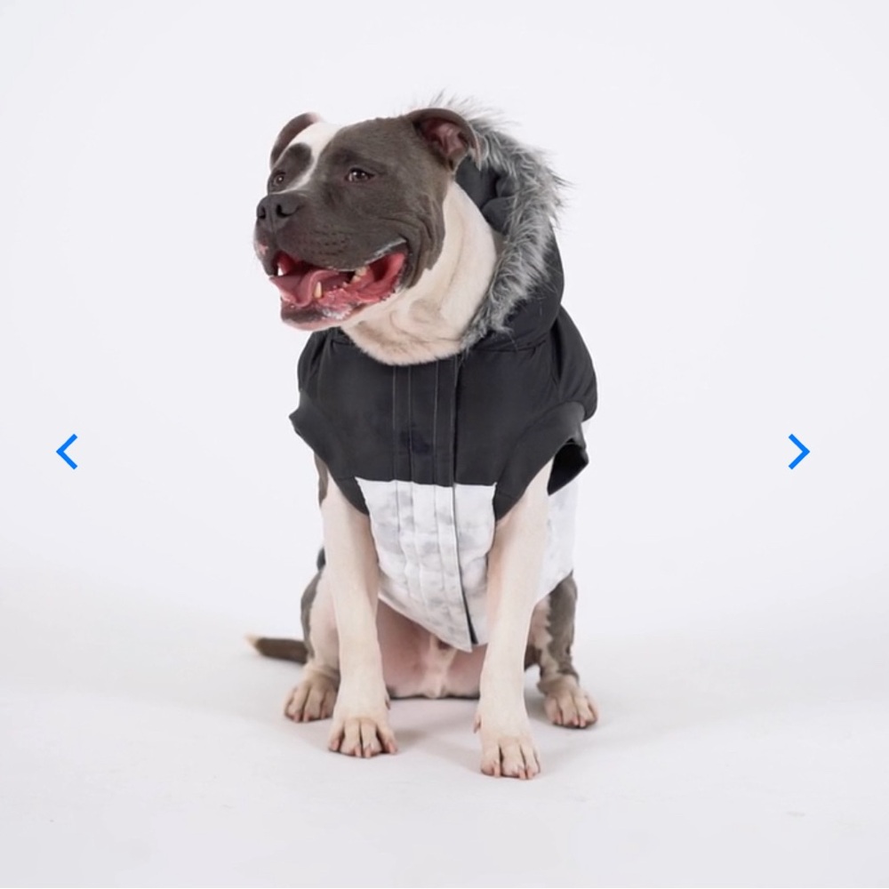 Canada Pooch Eco+ True North Dog Jacket